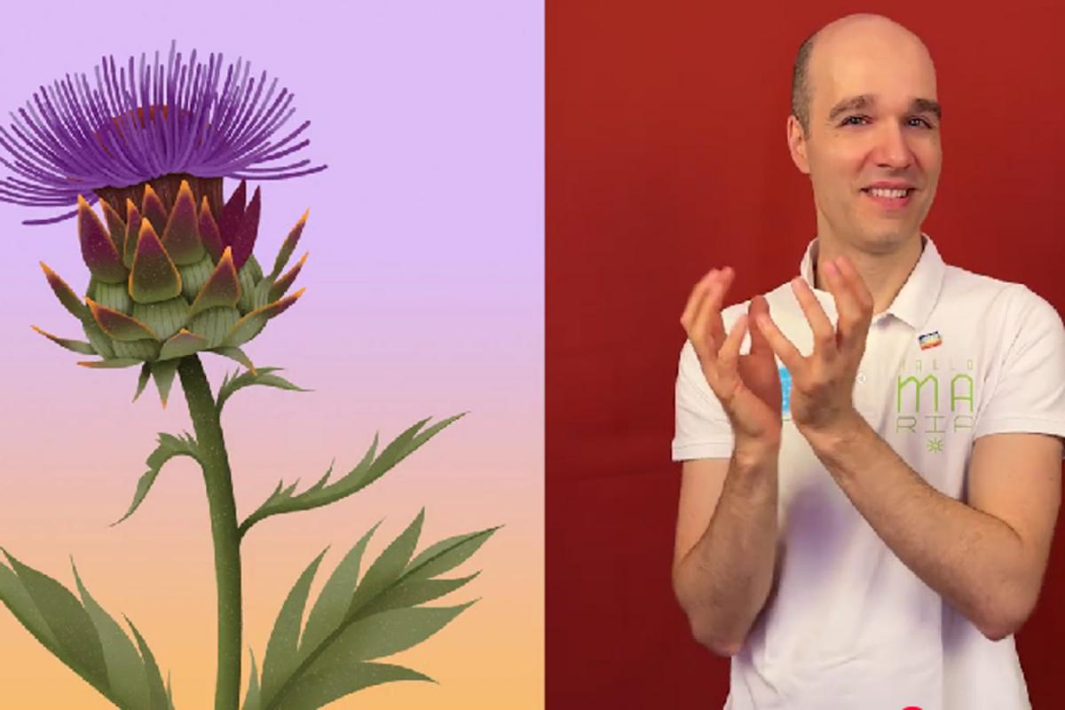 Screenshot Video in Gebärdensprache mit Mag. Sreco Dolanc. Im Video zeigt er die Gebärde für Artischocke. Links im Bild ist die Illustration einer Artischocke zu sehen.