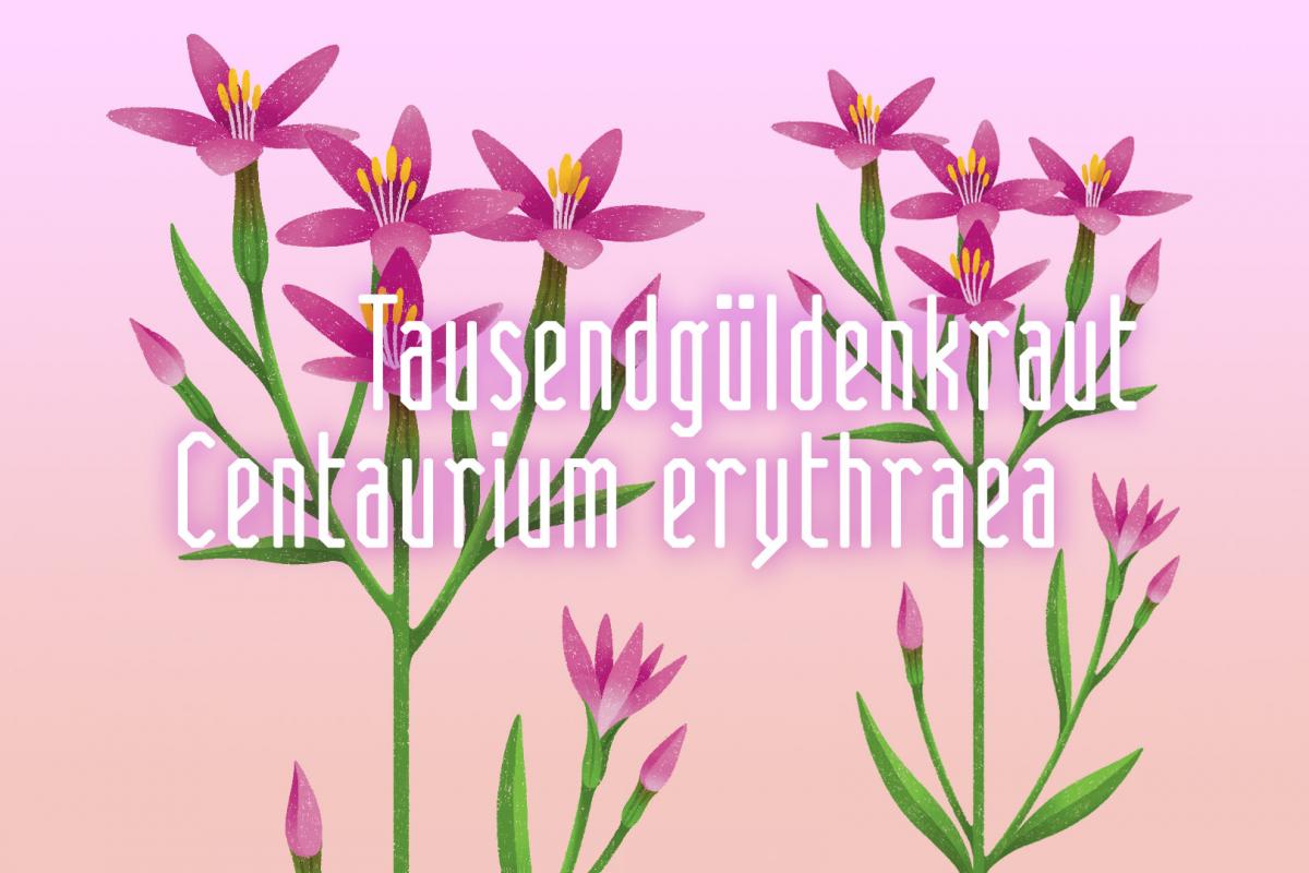 Illustration der Heilpflanze Tausendgüldenkraut von Rike Hofmann